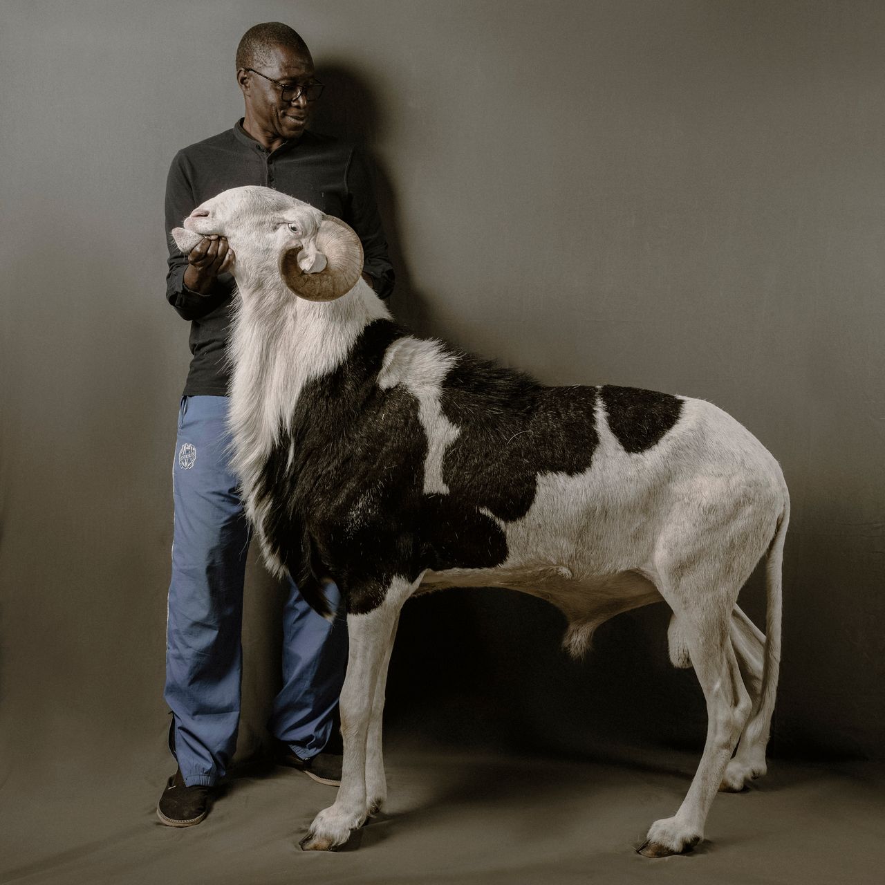 Souleymane Savane pokazuje Aristote Juniora, 42-miesięcznego tryka Ladoum ze stada Mame Paya Ndiaye, który mierzy 114 cm w kłębie.