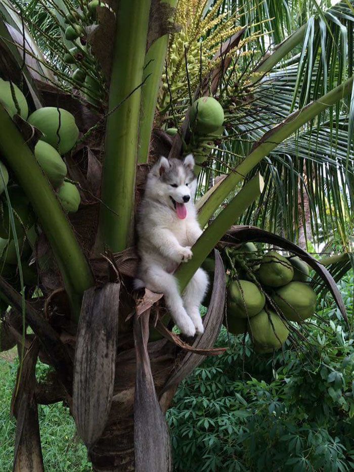 Ten Husky utknął na palmie. Komiczne zdjęcie rozpoczęło photoshopową bitwę 1