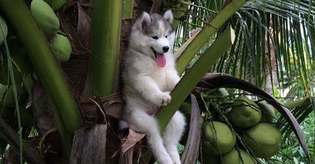 Ten Husky utknął na palmie. Komiczne zdjęcie rozpoczęło photoshopową bitwę