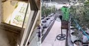 Małe okno prowadziło do wielkiej plantacji konopi. Blisko 1300 roślin
