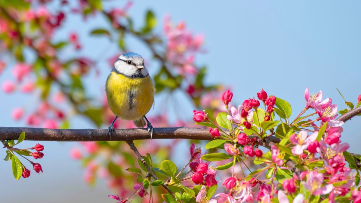 Sadzę w ziemi i tak zapraszam ptaki do swojego ogrodu 