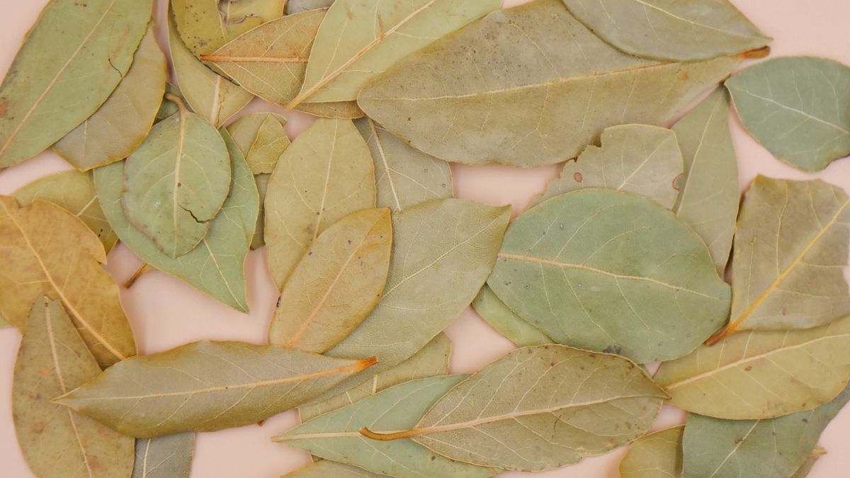 Tajemnicze właściwości liści laurowych – więcej niż aromatyczna przyprawa!