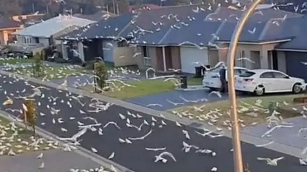 Inwazja ptaków w Australii