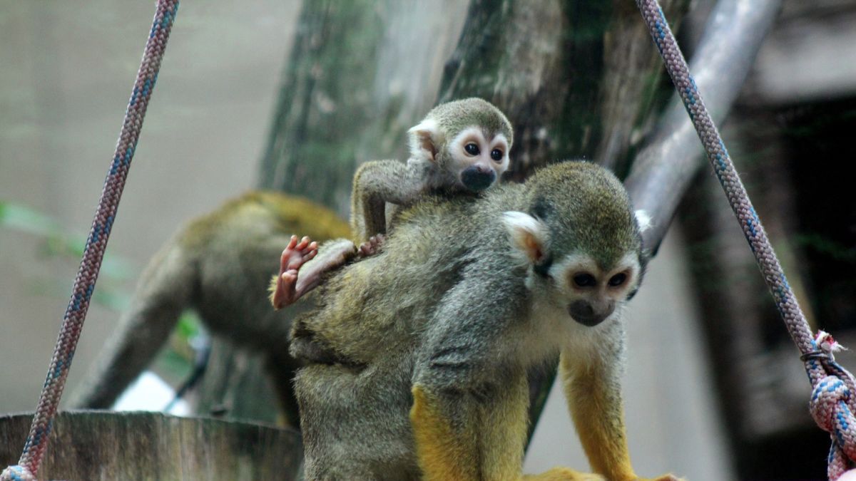 W warszawskim zoo urodziły się trzy sajmiri wiewiórcze
