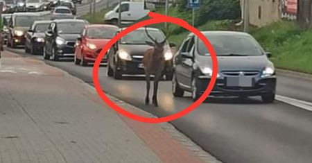 Przechadzał się po obwodnicy. Ludzie chwycili za telefony
