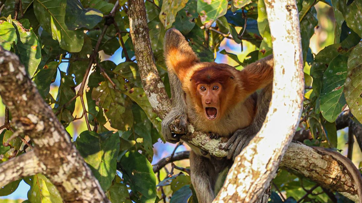 Małpa "Polak" też znalazła się wśród laureatów