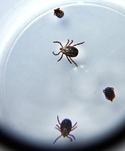 Warszawa. Sanepid ostrzega przed kleszczami