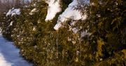 Śnieg na krzewach. Kiedy trzeba go strząsać, a kiedy zostawić