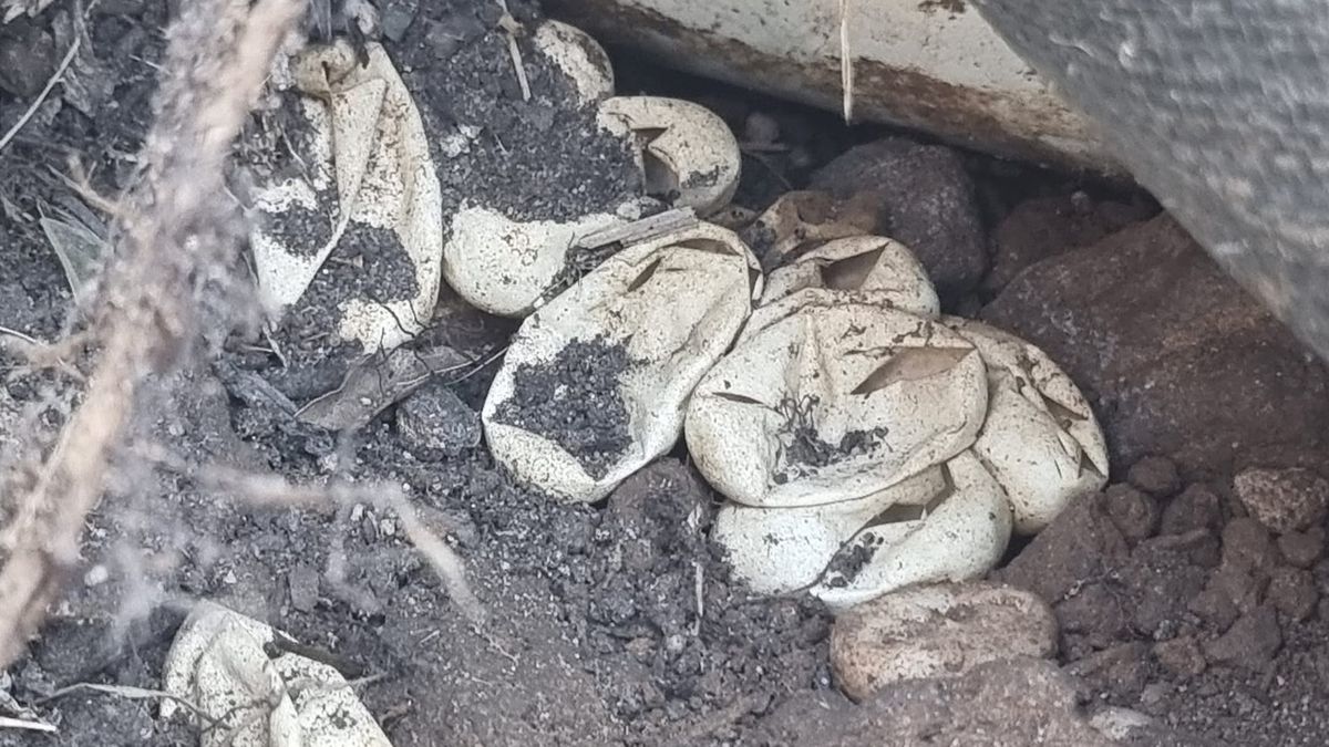 W ogrodzie znaleziono ponad 100 jaj niebezpiecznych węży 