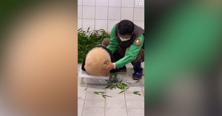 Korea Południowa. Słodka panda hitem internetu
