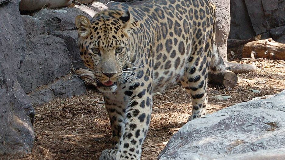 Lampart amurski. Zdjęcie poglądowe.