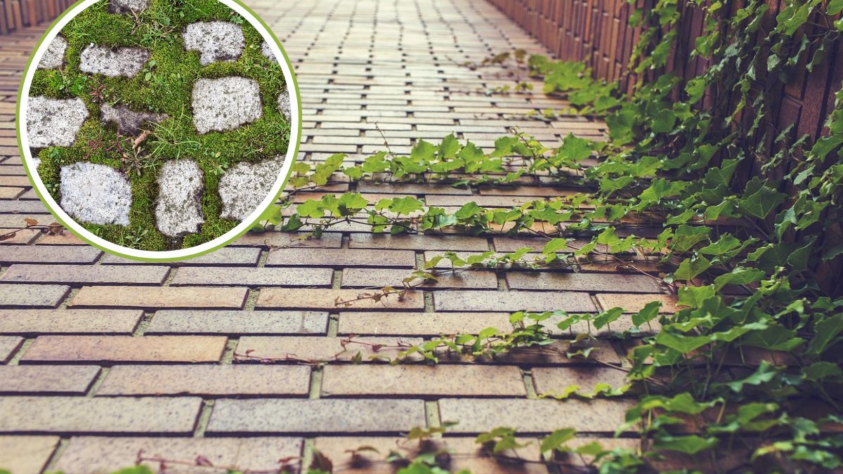 Chwast wyrastające z kostki brukowej to uciążliwy i nieestetyczny problem