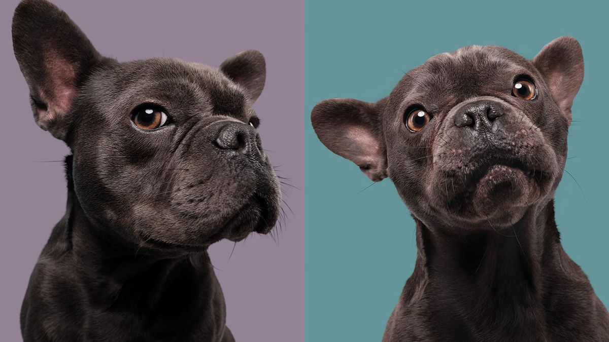 Elke Vogelsang robi genialne portrety psów, pokazujące ich prawdziwe emocje 1