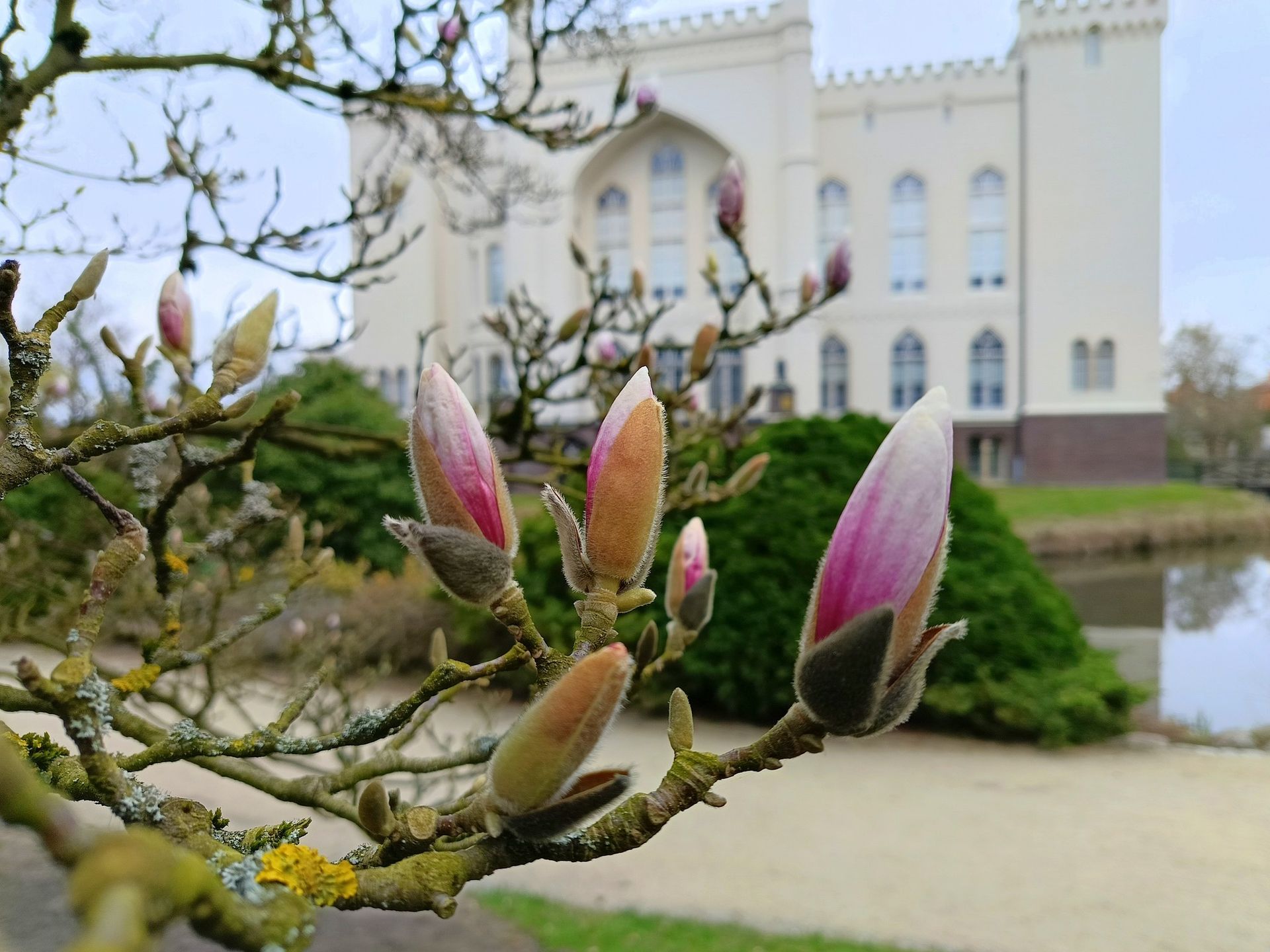 magnolie