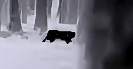 Kolejna puma grasuje na wolności? Władze ostrzegają