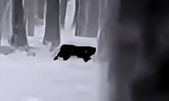 Kolejna puma grasuje na wolności? Władze ostrzegają