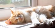 Ile powinien spać kot? Takie zachowanie to sygnał alarmowy