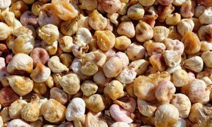 Wystarczy jeść 2-3 sztuki dziennie. Wyczyszczą złogi z jelit, wzmocnią zęby i kości