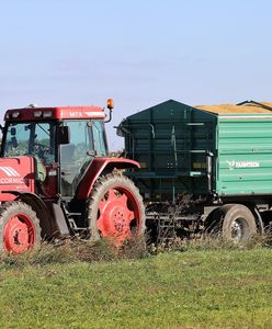 GMO w Polsce. Zbadali plantacje. Oto wyniki
