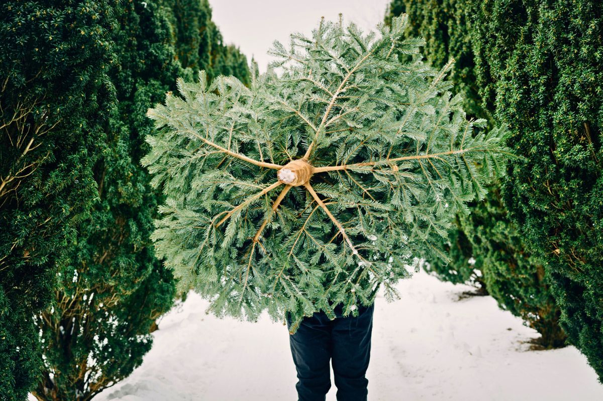 The man is carrying a Christmas tree.