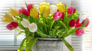 Dodaję to do wody, a tulipany w wazonie stoją nawet 2 tygodnie! Oto skuteczny trik florystów