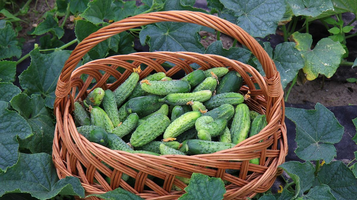 Zamiast wyrzucać je do kosza, zrób nawóz do swoich ogórków. Będą rosły jak szalone