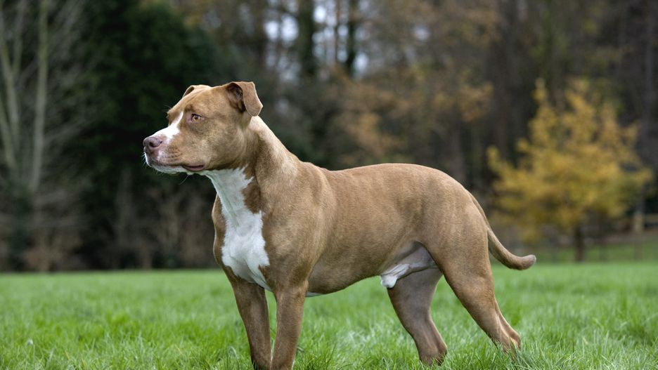 Przemyśl. Właściciel pitbulli, które pogryzły śmiertelnie 12-latka, usłyszał zarzuty 