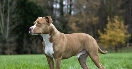 Przemyśl. Pitbulle śmiertelnie pogryzły 12-latka. Właściciel psów usłyszał zarzuty