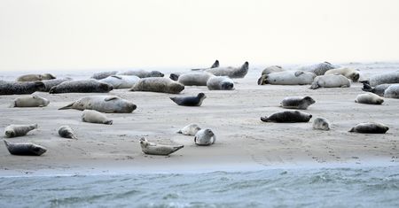 Tajemnicza śmierć zwierząt w Rosji. Liczba przeraża