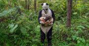 Jak najlepiej sfotografować pandę? Będąc blisko i nosząc kostium pandy