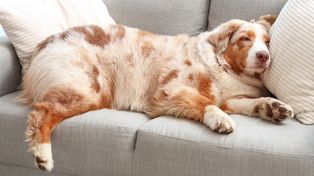 Nadwaga u psa zaczyna się niewinnie. Właściciele to ignorują