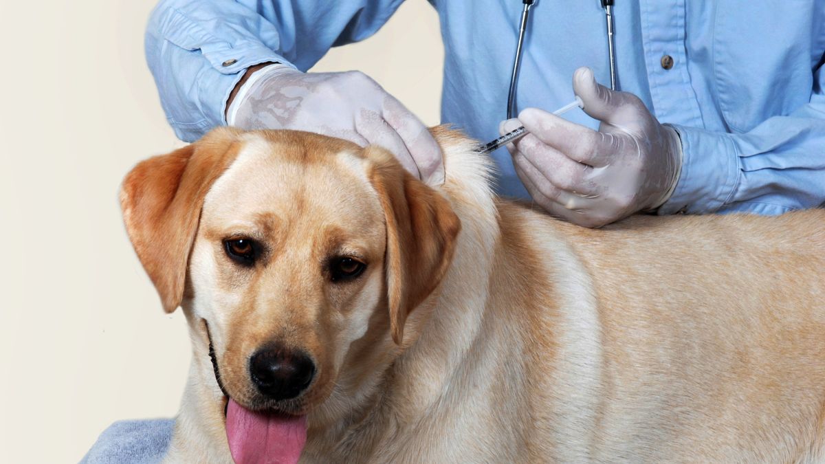 Właściciele psów do kontroli. Może się to zakończyć kosztownym mandatem