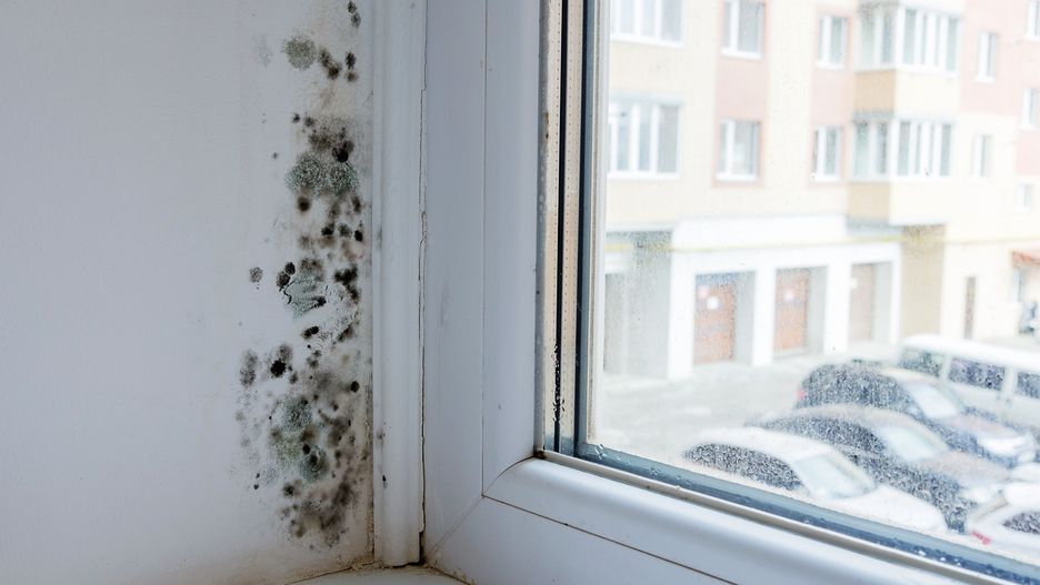 Długotrwała ekspozycja na pleśń może spowodować poważne konsekwencje dla zdrowia 