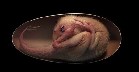 Znaleźli zarodek dinozaura. "Wygląda, jakby umarł wczoraj"