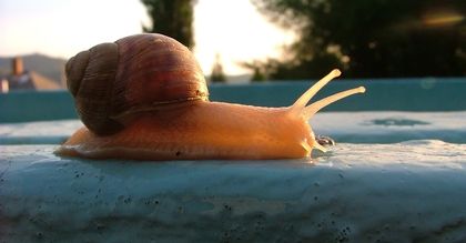 Święto "slow food"