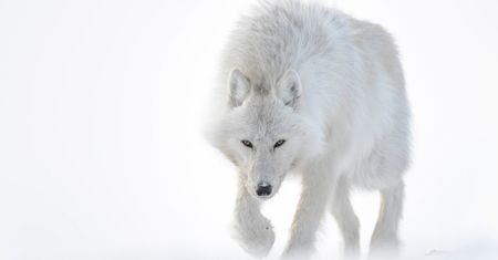 Vincent Munier pokazuje czym jest arktyczne piękno