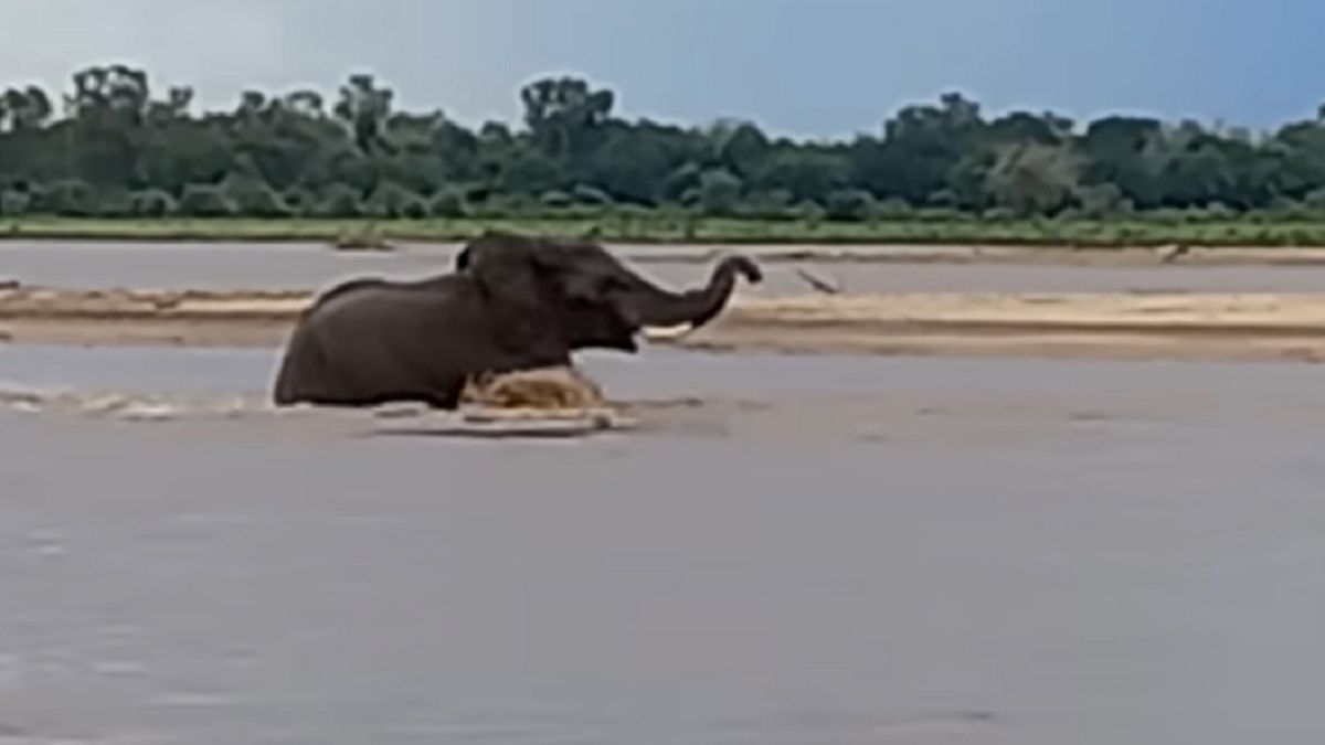 Słoń zaatakowany przez krokodyla.