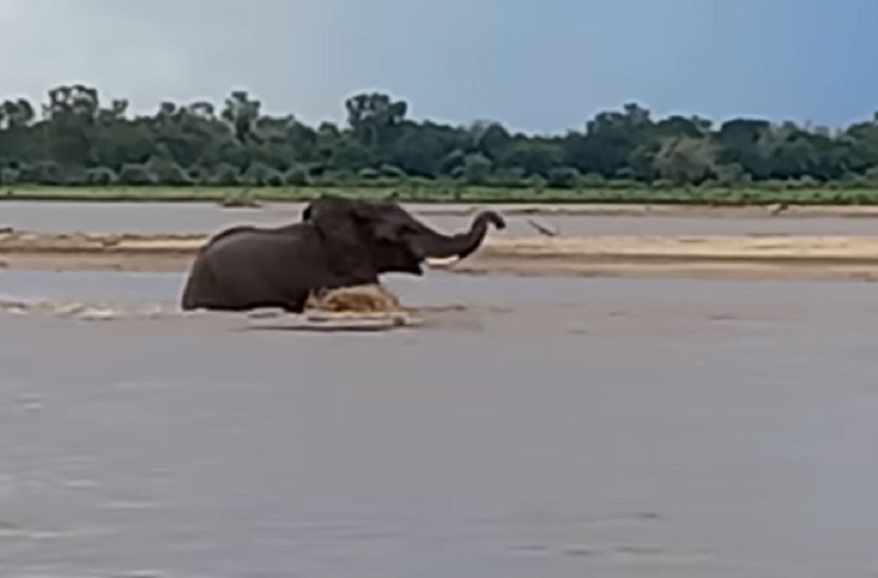 The elephant was attacked by a crocodile.