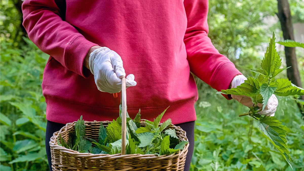 Mature woman holding a basket of harvested stinging nettle
Mature woman standing in a grove and holding a wicker basket full of harvested stinging nettle plants
24K-Production