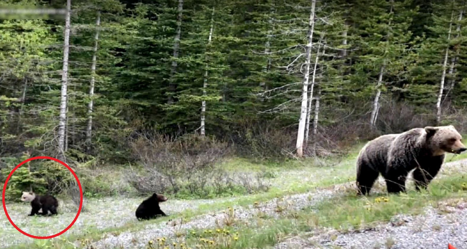 Biało-brązowy niedźwiadek z Kanady