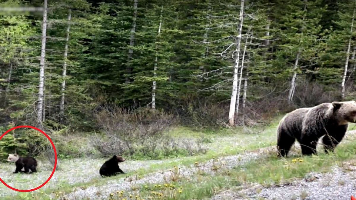Biało-brązowy niedźwiadek z Kanady