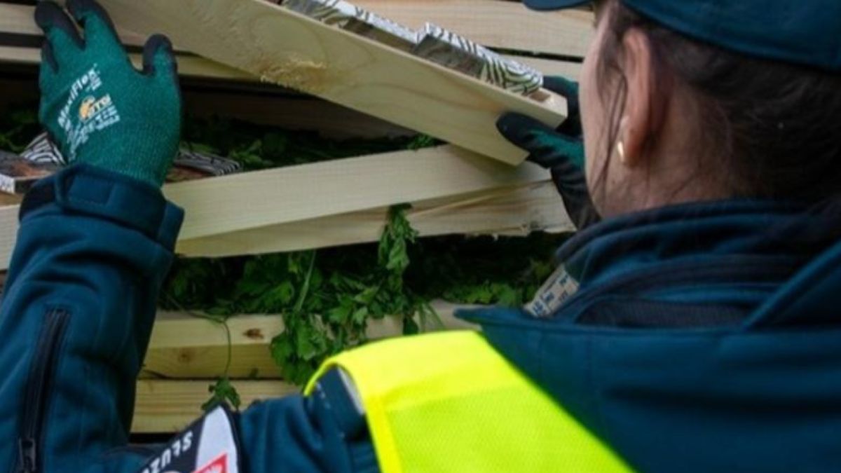 Przemyt 50 tys. paczek białoruskich papierosów w pietruszce