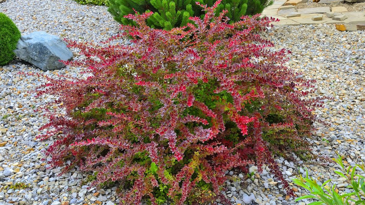 Cultivar Thunbergs barberry (Berberis thunbergii "Golden Ring") in rocky garden
Cultivar Thunbergs barberry (Berberis thunbergii "Golden Ring") in rocky garden. Bright ornamental bush with yellow border on vivid red-burgundy leaves. Gardening or landscaping concept
Rvo233
cultivar, berberis, thunbergii, thunbergs