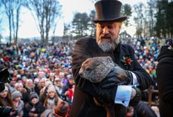 Dzień świstaka 2023. Amerykanie wskazują, kiedy skończy się zima