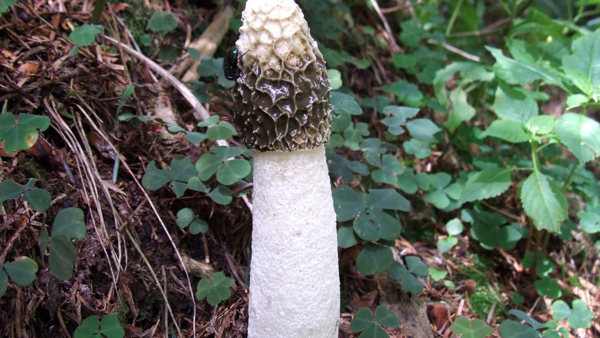 Grzybiarki spotkały w lesie nagiego mężczyznę w masce 