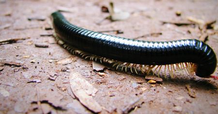 Krocionogi atakują w woj. śląskim. Mogą powodować groźne choroby