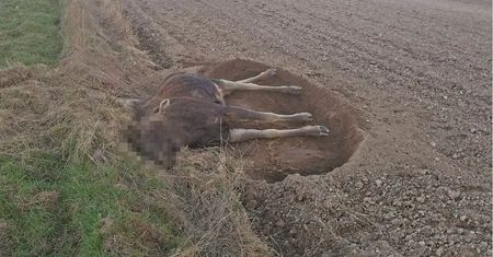 Łoś konał prawie dobę. "Żal było patrzeć, próbował się podnieść"