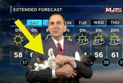 Meteorolog nagrywał prognozę z domu. Jego kot przyniósł mu sławę