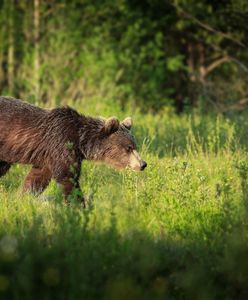 57-latek zabity przez niedźwiedzia. Dramat w Niżnych Tatrach