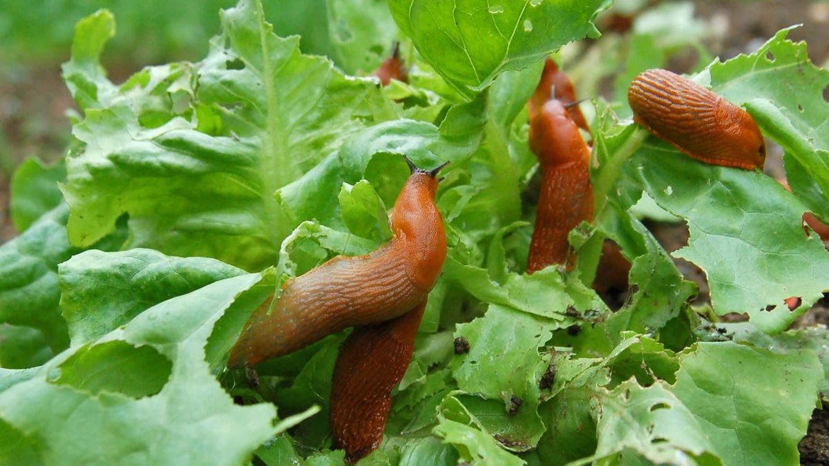 Ten sposób skutecznie odstraszy ślimaki